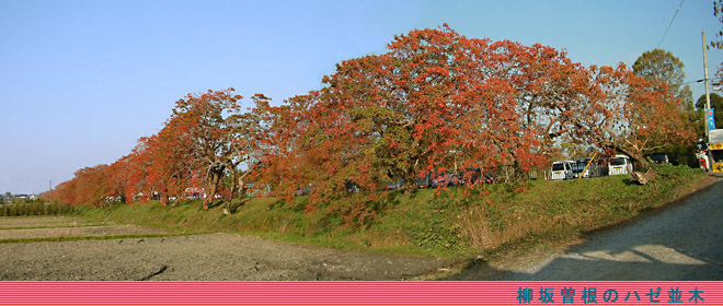 １１月下旬にはみごとな紅葉となる柳坂曽根の櫨（ハゼ）並木