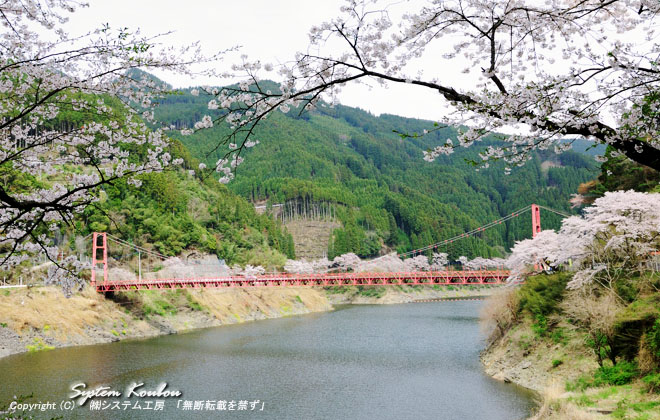 日向神ダムに架かる鶴橋と周辺の桜