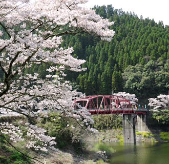 国道４４２号線に架かる赤い橋と桜
