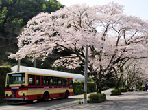 矢部川源流公園そばの桜