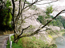 ダム沿いの道にも多くの桜