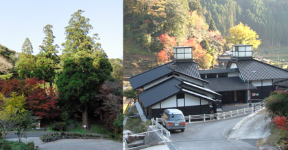 神社そばにある推定樹齢６００年の権現杉と八女津媛浮立館（やめつひめふりゅうかん）