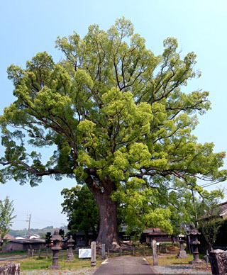 樹齢約８３０年の津江神社の樟（クス）