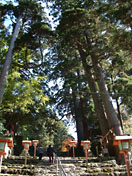 英彦山神社周辺の大杉と老木