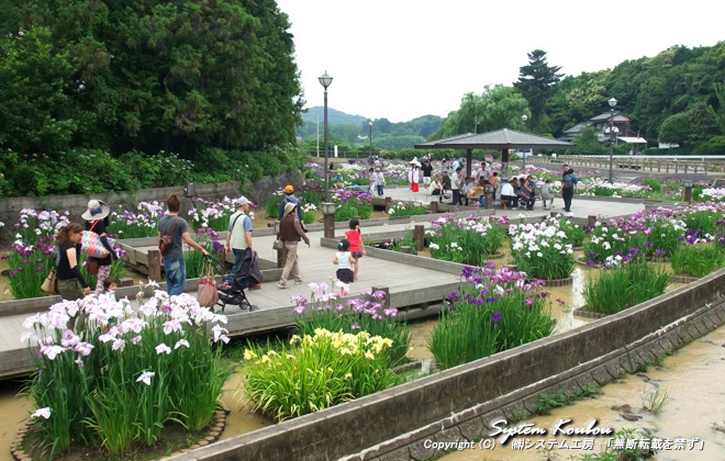 「みやこ町花しょうぶまつり」の会場となる、みやこ町豊津運動公園内にある豊津花菖蒲公園
