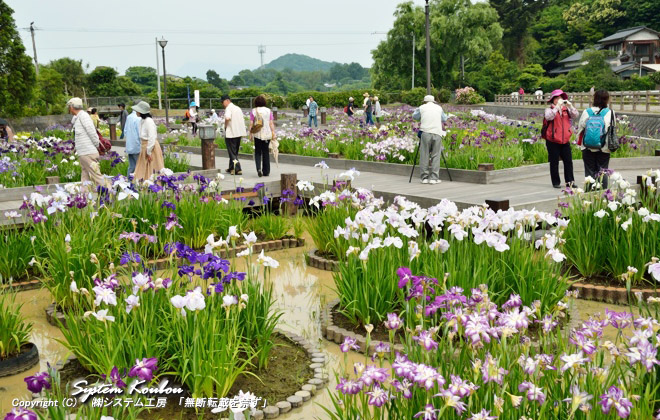 毎年、５月下旬から６月中旬にかけて紫や白や黄色の花を咲かせる