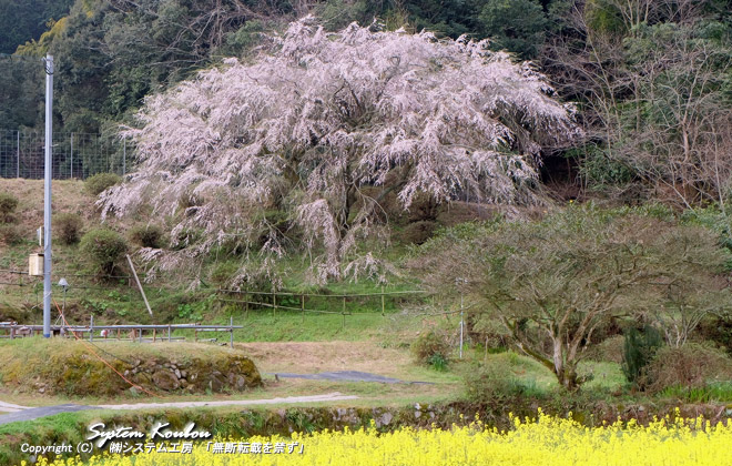 天徳寺の駐車場の側（そば）にある天神山の大しだれ桜（推定樹齢70年）